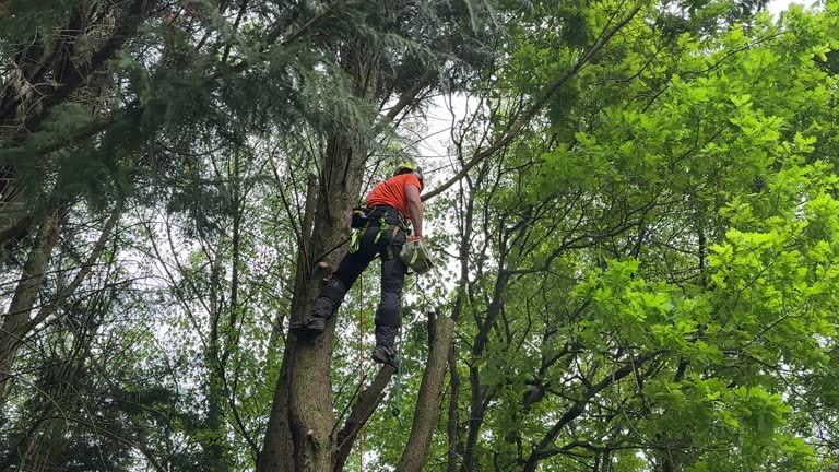 Best Tree Mulching  in Worthington Hills, KY